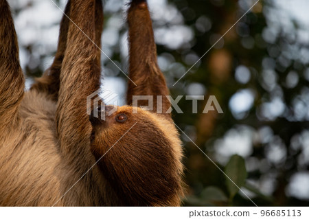 神戶動物王國的封面遊戲 神戶動物王國的封面遊戲 96685113