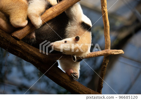 神戶動物王國的Minami Koa Rikui 96685120