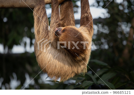 神戶動物王國的封面遊戲 96685121