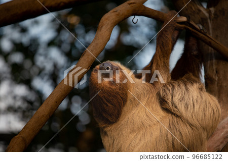 Kobe Animal Kingdom's cover game 96685122