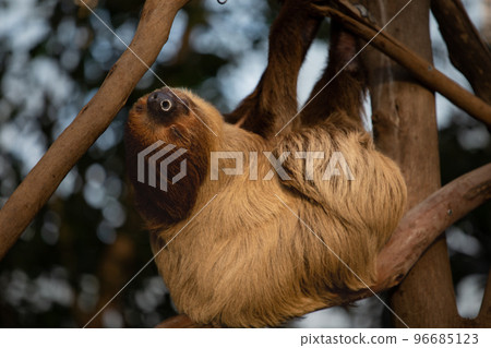 Kobe Animal Kingdom's cover game 96685123