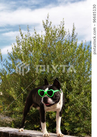 Mighty, a cute Boston Terrier wearing heart-shaped sunglasses after having fun playing in the blue sky dog run♡ 96685130