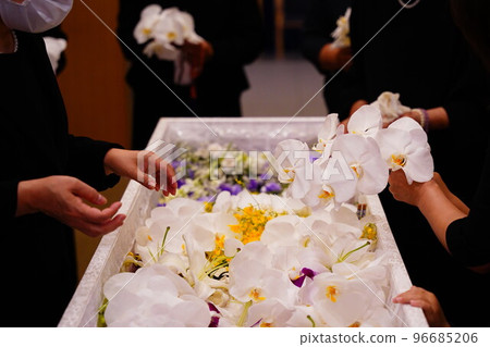 A relative holding a Phalaenopsis orchid 96685206