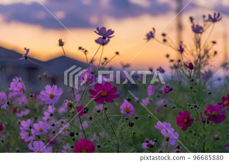 Nara city, cosmos in the park illuminated by the afterglow against the sunset sky Nara city, cosmos in the park illuminated by the afterglow against the sunset sky 96685880