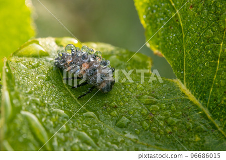 Seven-spotted ladybug larva covered with morning dew Seven-spotted ladybug larva covered with morning dew 96686015