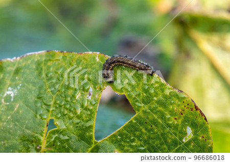 caterpillar 96686018