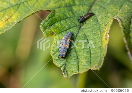 瓢蟲科和瓢蟲科的幼蟲 96686026