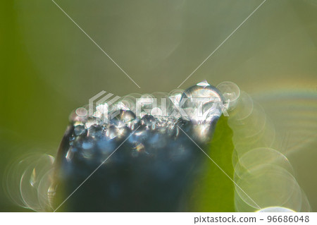 Morning dew on a blade of grass shining in the morning sun Morning dew on a blade of grass shining in the morning sun 96686048