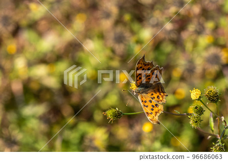 Kitateha sucking honey 96686063