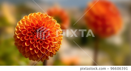 Orange ball flower with blurred background. 96686391