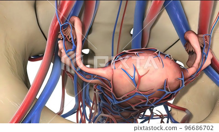 Ovulation and menstrual cycle 96686702