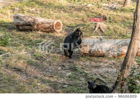 Black Bear mother and baby cub climbing in a tree top summer time, Acadieville New Brunswick Canada 96686809