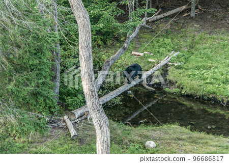 Black Bear mother and baby cub climbing in a tree top summer time, Acadieville New Brunswick Canada Black Bear mother and baby cub climbing in a tree top summer time, Acadieville New Brunswick Canada 96686817