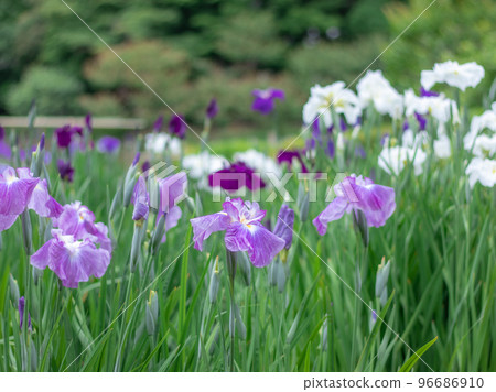 Beautiful irises blooming in a Japanese garden 96686910
