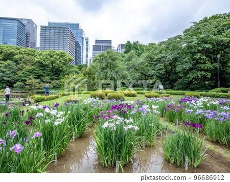 Beautiful irises blooming in a Japanese garden 96686912