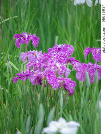 Beautiful irises blooming in a Japanese garden Beautiful irises blooming in a Japanese garden 96686954