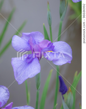 Beautiful irises blooming in a Japanese garden Beautiful irises blooming in a Japanese garden 96686992