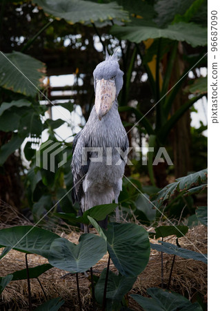 神戶動物王國的老鷹 神戶動物王國的老鷹 96687090