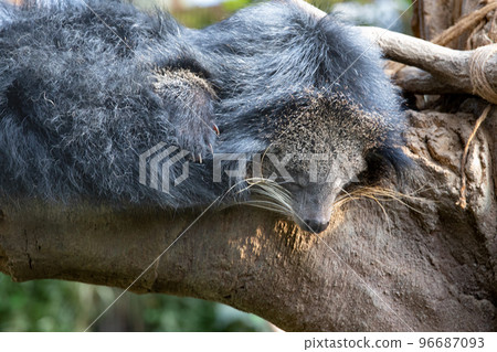神戶動物王國賓特龍 神戶動物王國賓特龍 96687093