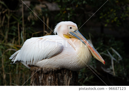 偉大的白色鵜鶘在神戶動物王國 偉大的白色鵜鶘在神戶動物王國 96687123