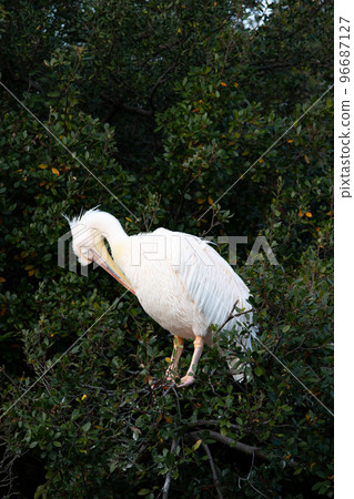 Great white pelican in the Kobe Animal Kingdom 96687127