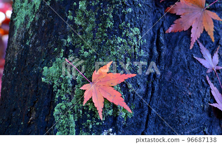 fallen leaves on tree trunk fallen leaves on tree trunk 96687138
