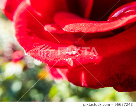 盛開的美麗秋天的玫瑰雨後的水滴 96687248