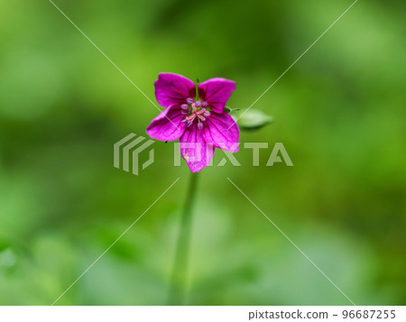 pink flower of gen noshoko 96687255