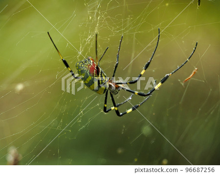 Scenery with Nephila Scenery with Nephila 96687256