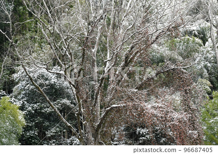 雪景 Asukeko 落在蘭溪樹上的雪 雪景 Asukeko 落在蘭溪樹上的雪 96687405