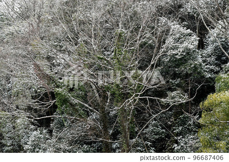 雪景 Asukeko 落在蘭溪樹上的雪 96687406