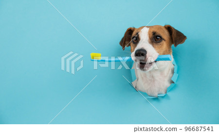 The muzzle of a Jack Russell Terrier sticks out through a hole in a paper blue background and holds an orange toothbrush. The muzzle of a Jack Russell Terrier sticks out through a hole in a paper blue background and holds an orange toothbrush. 96687541