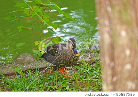 Spot-billed duck walking from the waterside 96687589