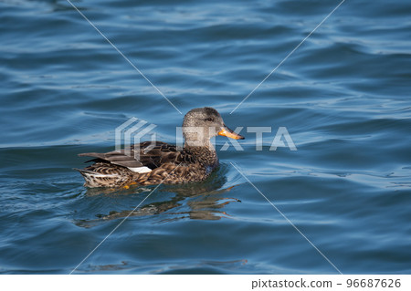 White-backed Shelduck overwintering in the river01 96687626
