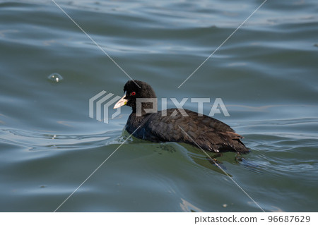 Coot 01 在河中過冬 Coot 01 在河中過冬 96687629