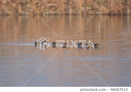 Teal overwintering in the river 96687633