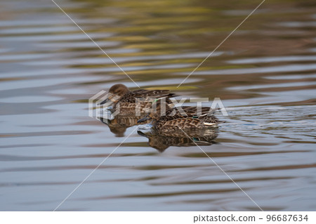 Teal 02 wintering in the river Teal 02 wintering in the river 96687634