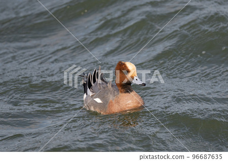 Wigeon overwintering in the river01 96687635