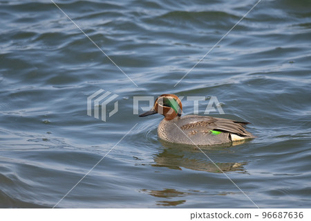 Wigeon overwintering in the river02 96687636