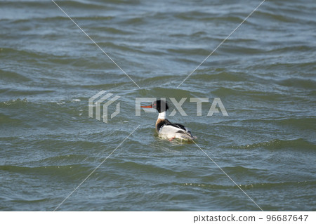 海美人魚在河中越冬 96687647