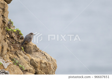 Female rock-eared bulbul resting at the tip of the cape in autumn 01 Female rock-eared bulbul resting at the tip of the cape in autumn 01 96687651