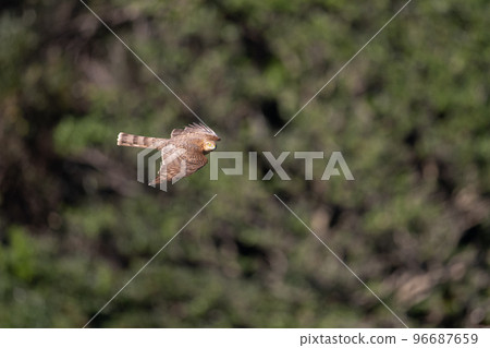 Sparrowhawk crossing the cape in autumn01 96687659