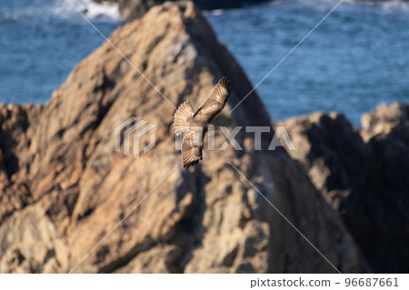 Buzzard crossing the cape in autumn01 Buzzard crossing the cape in autumn01 96687661