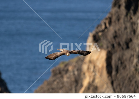Buzzard crossing the cape in autumn04 96687664