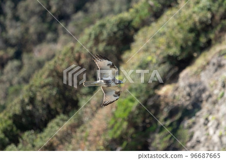Buzzard crossing the cape in autumn05 96687665