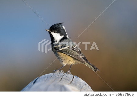 Autumn season, cute red-throated cod 02 crossing the cape 96687669