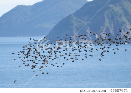 A large flock of brown-eared bulbuls migrate to Ishima back in autumn A large flock of brown-eared bulbuls migrate to Ishima back in autumn 96687671