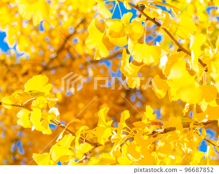 Beautiful yellow ginkgo leaves shining in the autumn sun Beautiful yellow ginkgo leaves shining in the autumn sun 96687852