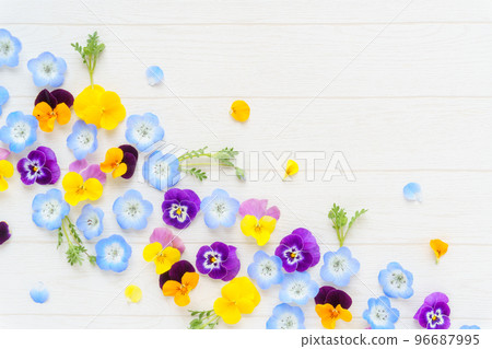 Viola and nemophila spring flower background 96687995