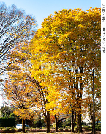 在晴朗的秋天天氣中欣賞秋葉的美麗景色 在晴朗的秋天天氣中欣賞秋葉的美麗景色 96688057